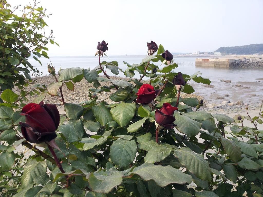 Yongdu Beach Pension 보령 외부 사진
